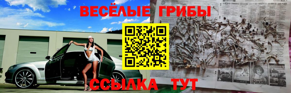 Псилоцибиновые грибы Psilocybe Менделеевск